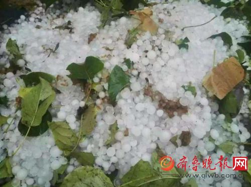 濱州下冰雹 10萬畝鴨梨遭冰雹襲擊幾乎絕產(chǎn)