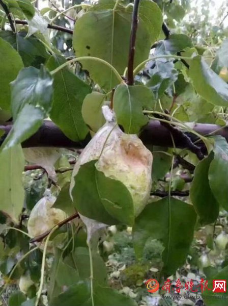 濱州下冰雹 10萬畝鴨梨遭冰雹襲擊幾乎絕產(chǎn)