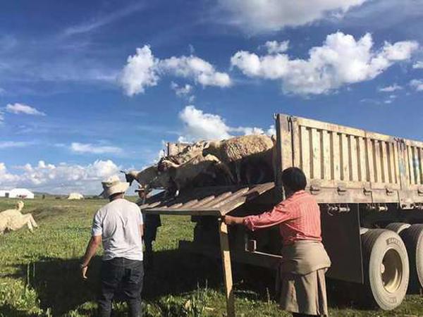 女子花巨資放生