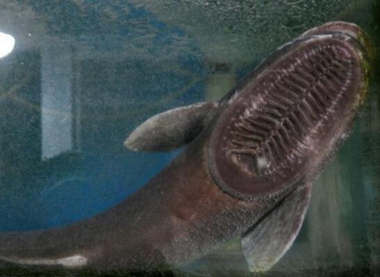 漁民捕獲怪頭魚