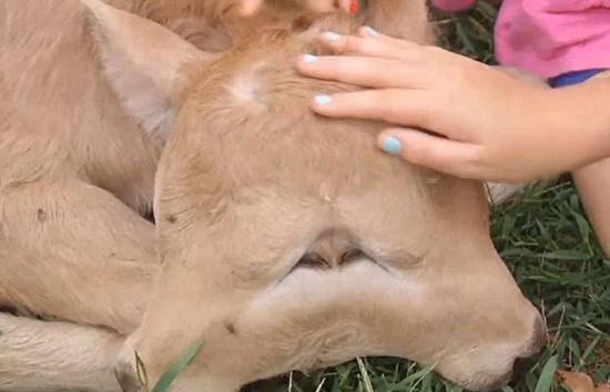 農(nóng)場(chǎng)誕下雙面小牛