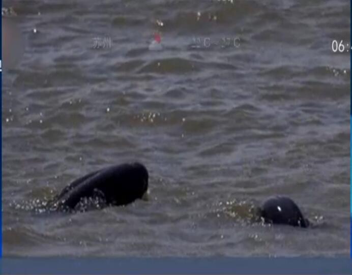 “長江女神”白鱀豚疑似現身長江蕪湖段 已“功能性滅絕”9年