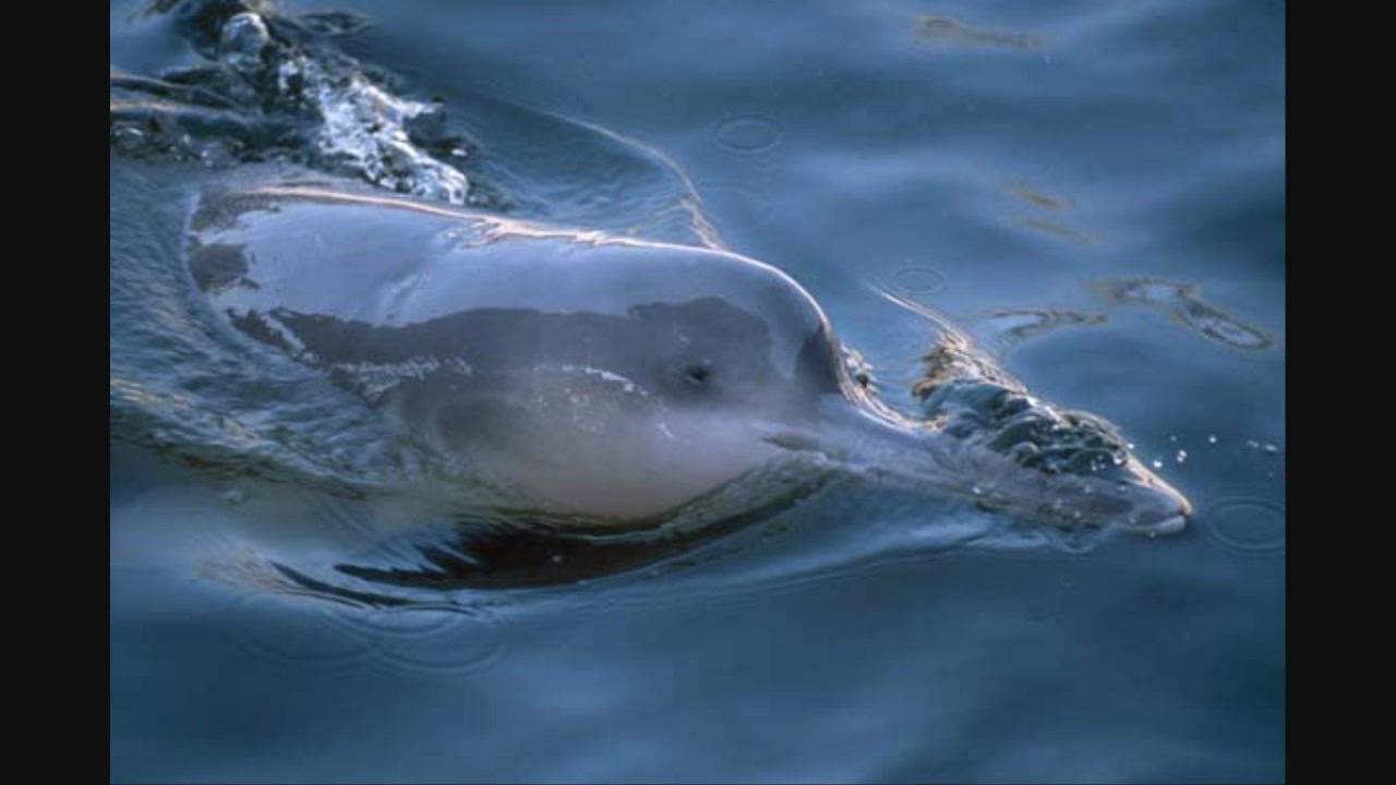 長江女神疑現身