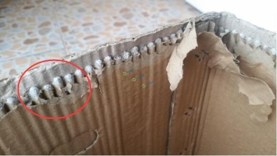 蘋果紙箱灌水泥