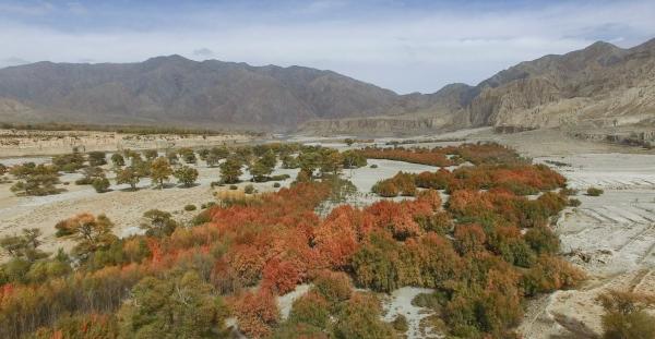 全球最大檉柳林