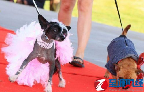 大陸寵物經(jīng)濟崛起