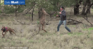 愛犬遭袋鼠鎖喉