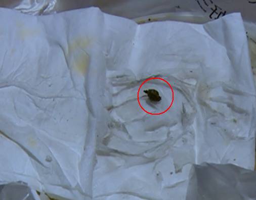 米飯中吃出老鼠屎