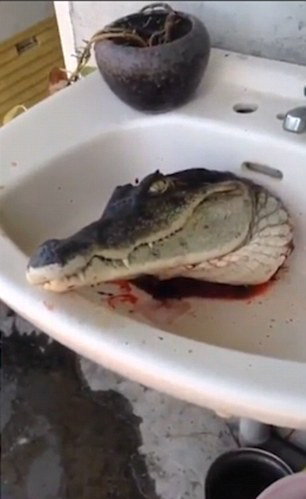 鱷魚頭現(xiàn)鬼魅一笑