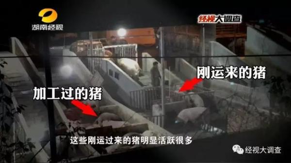 商販給生豬灌泥漿