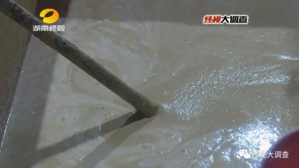 商販給生豬灌泥漿