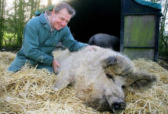 綿羊豬價值千金