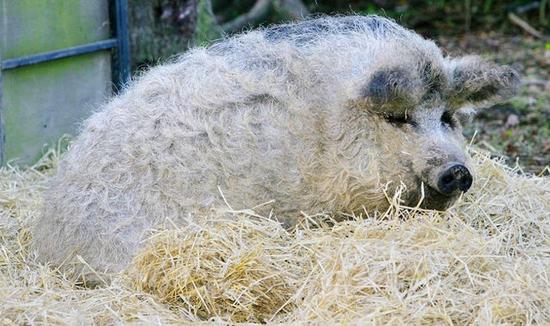 綿羊豬價值千金