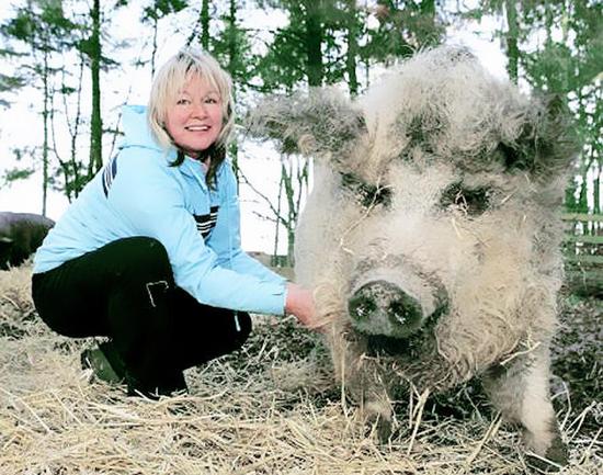 綿羊豬價值千金
