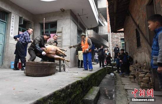 職業殺豬客的春節