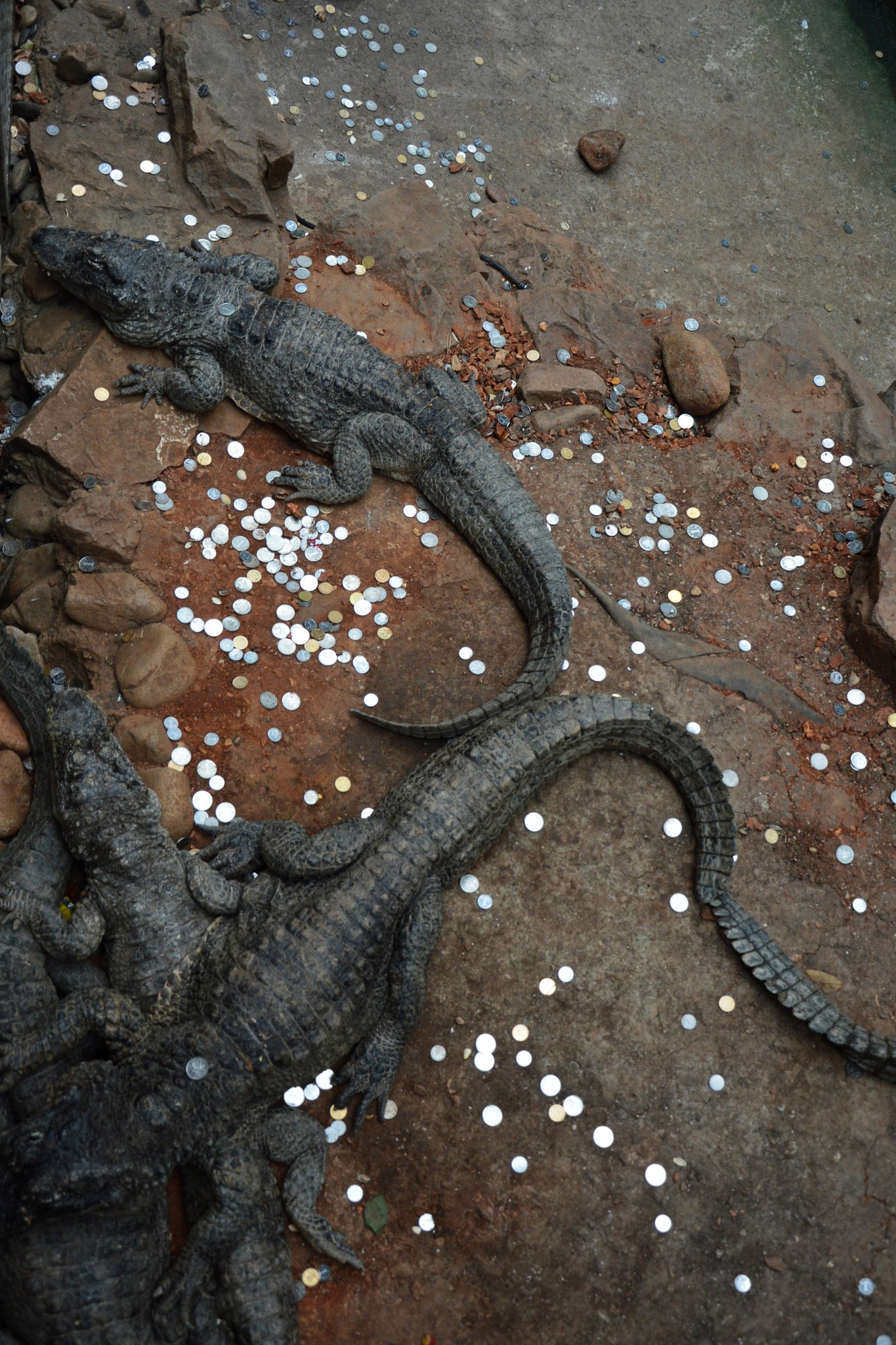 鱷魚池變許愿池