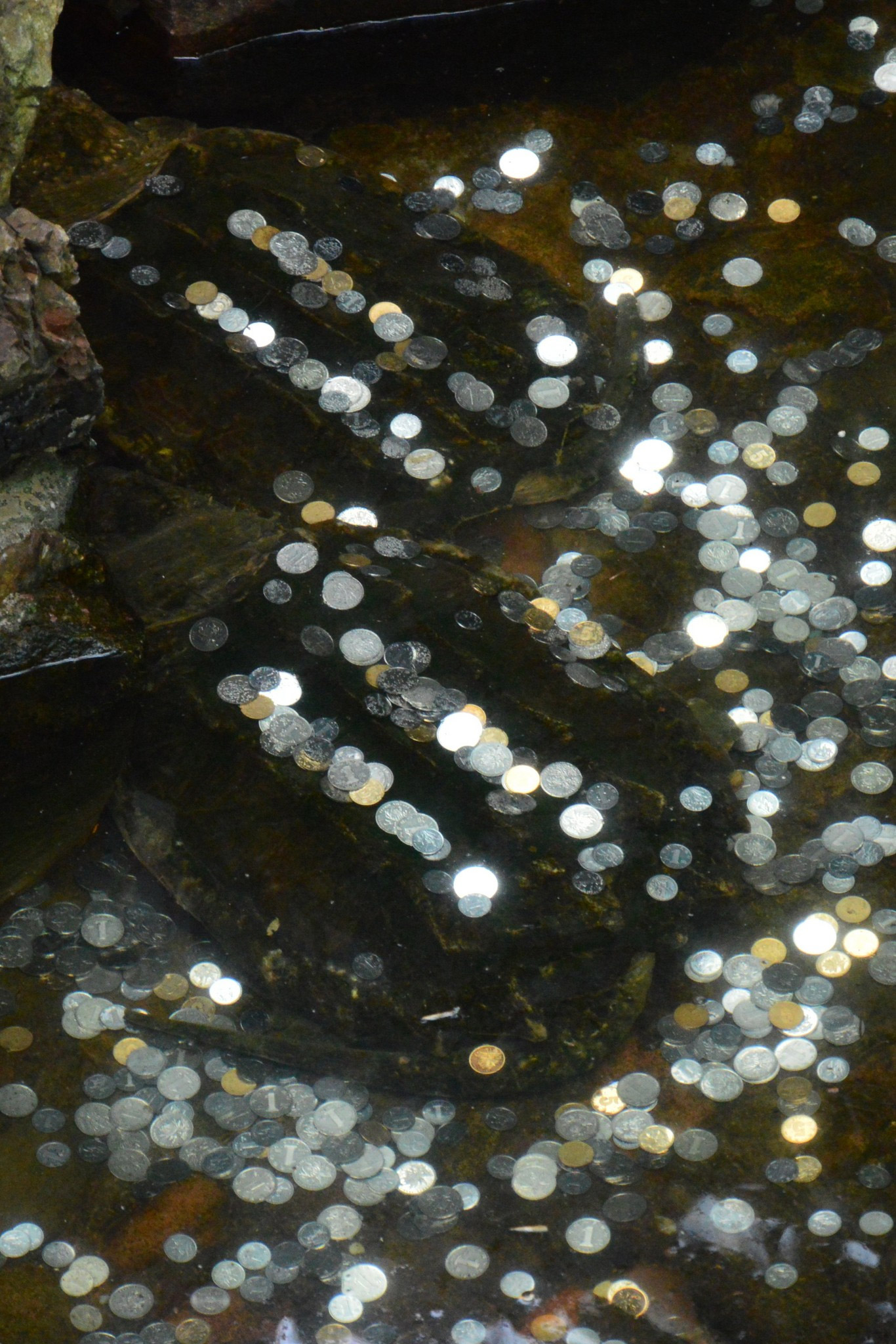 鱷魚池變許愿池