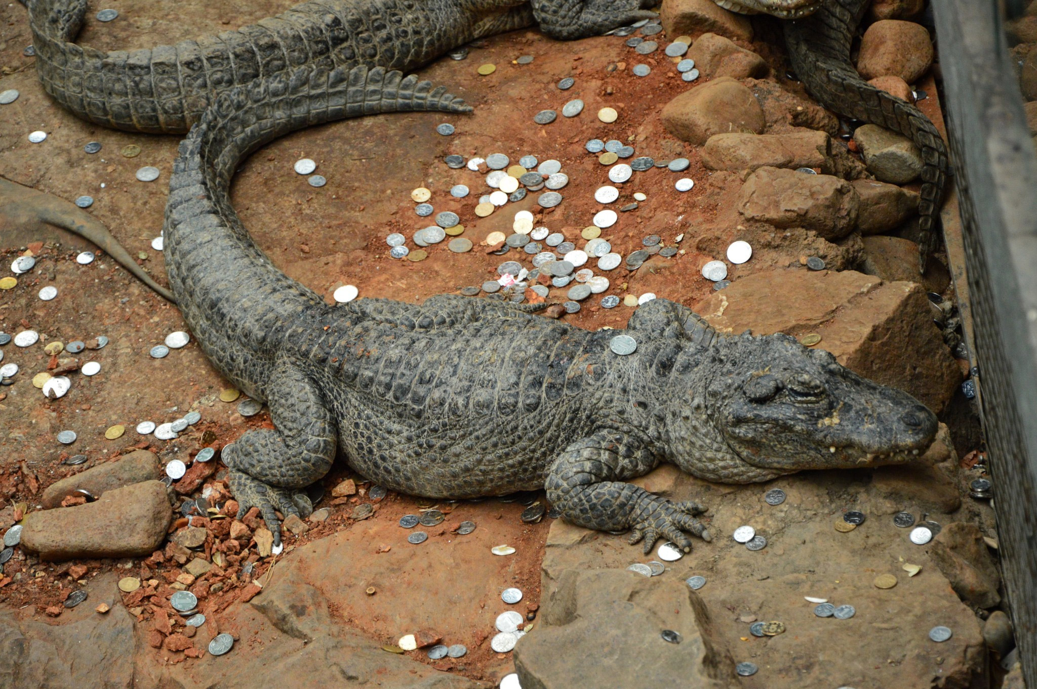 鱷魚池變許愿池
