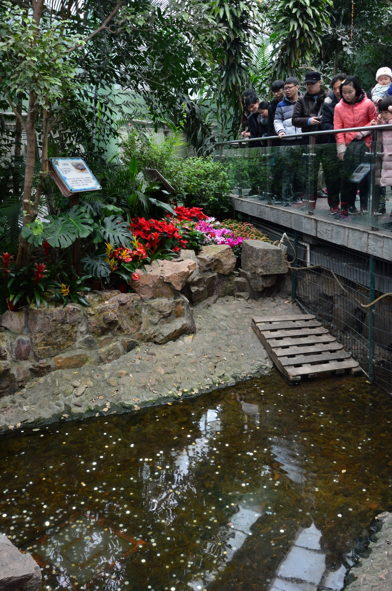 鱷魚池變許愿池