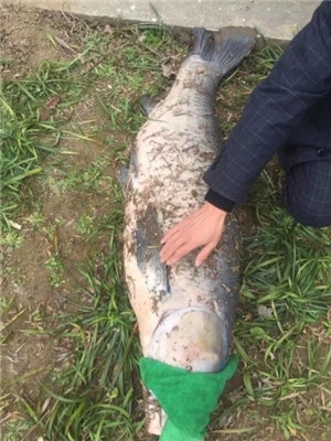 男子釣巨無霸大魚