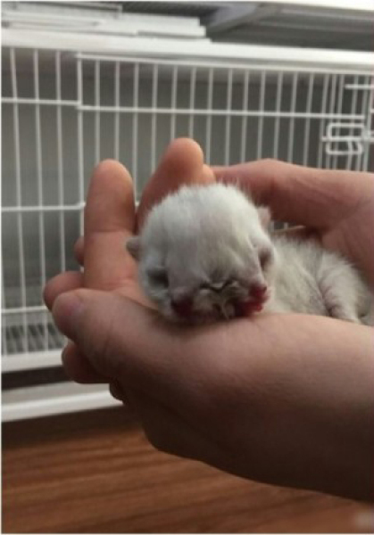 沈陽現(xiàn)雙頭三眼貓