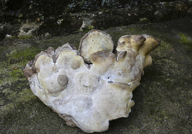 特大靈芝像人臉