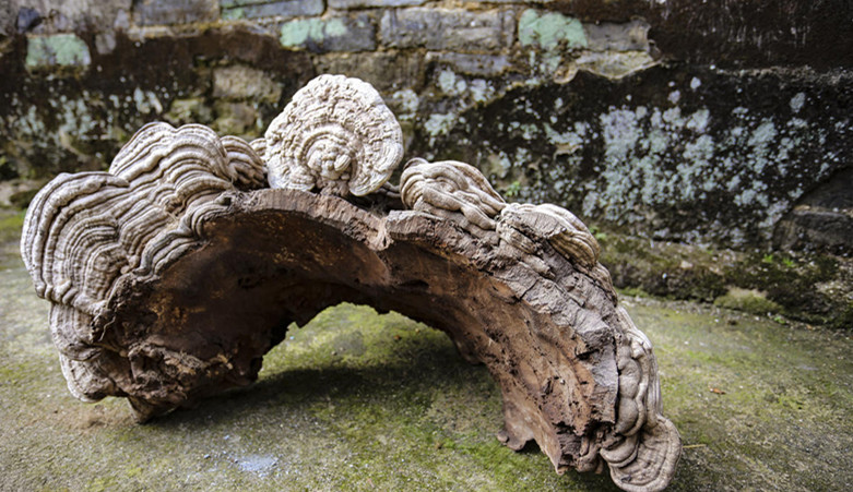 特大靈芝像人臉