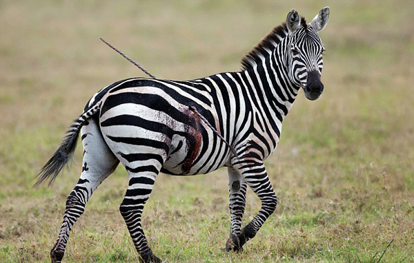 斑馬身體被刺穿淡定走