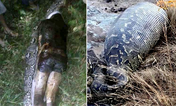 巨蟒肚內(nèi)驚見好友