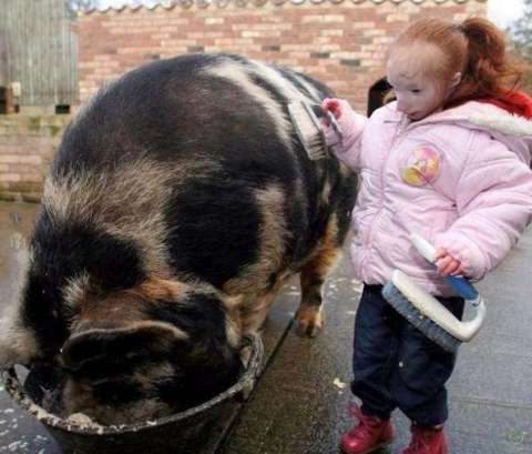 英國14歲姑娘比兔子小