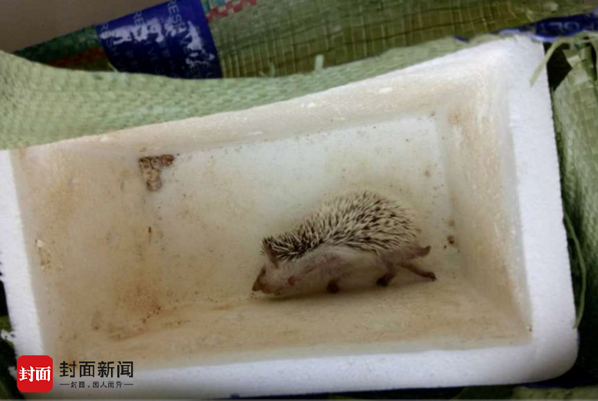 快遞刺猬一死一傷