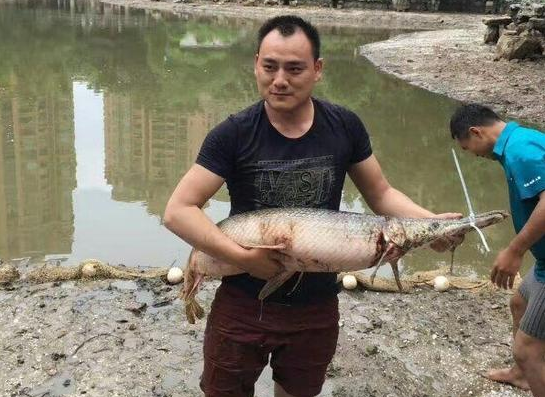 小區(qū)撈出頂級毒魚鱷雀鱔