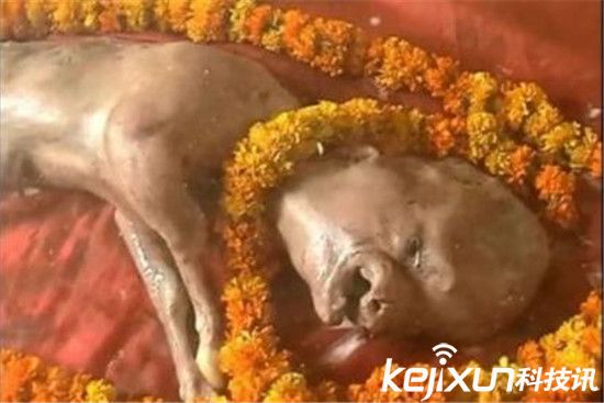 印母牛產(chǎn)人面牛犢