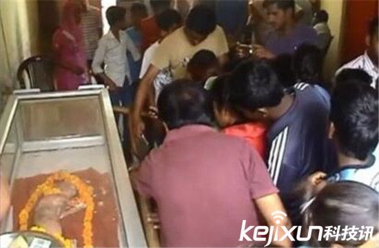 印母牛產(chǎn)人面牛犢