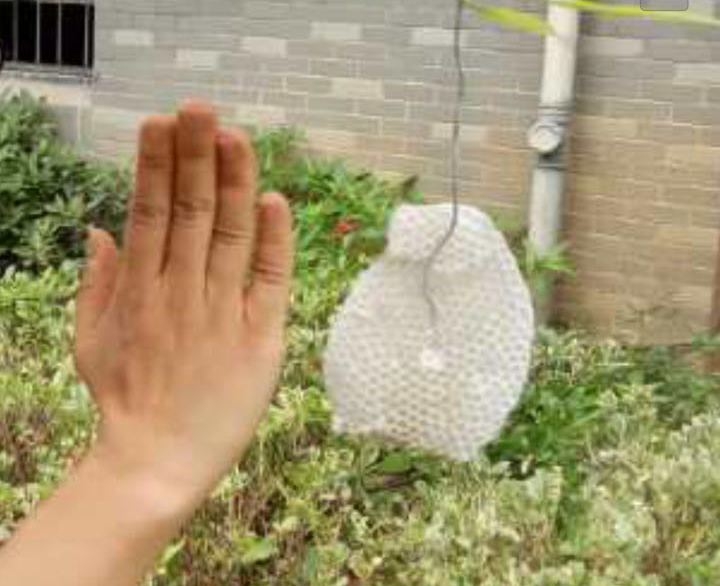 姑娘衣柜爬滿蜜蜂