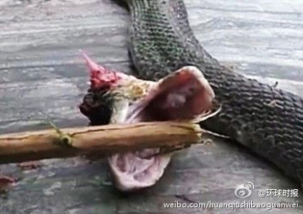 蛇被剪頭張口攻擊