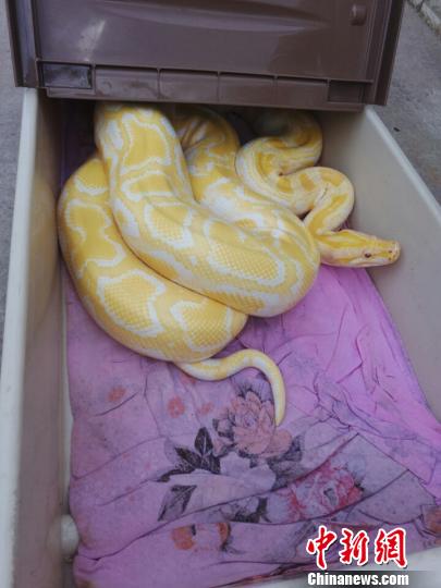 小區驚現黃金蟒蛇
