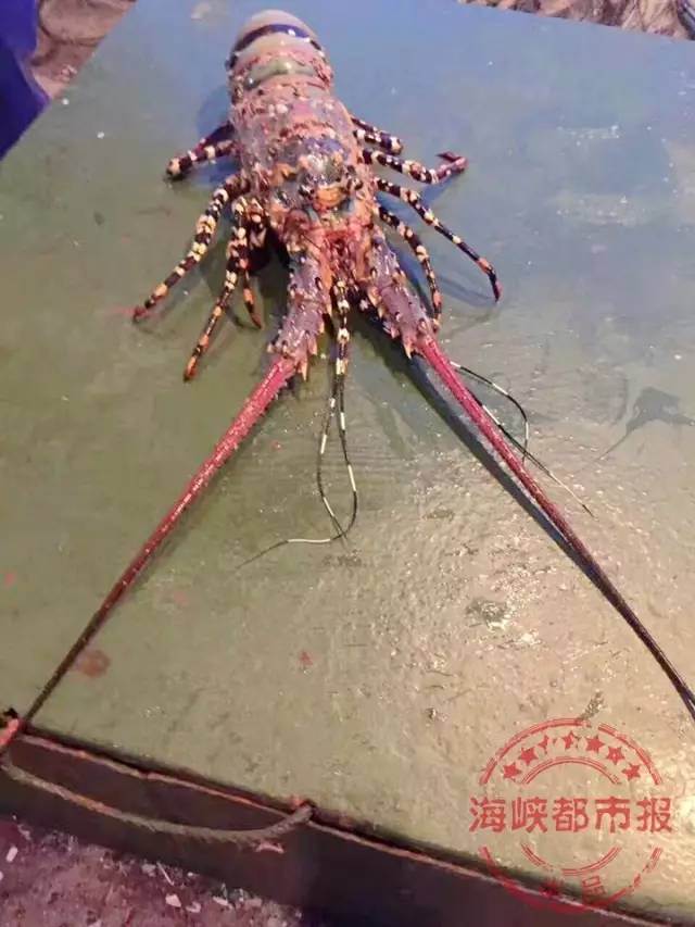 漁民捕獲七彩神蝦