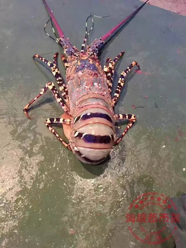 漁民捕獲七彩神蝦