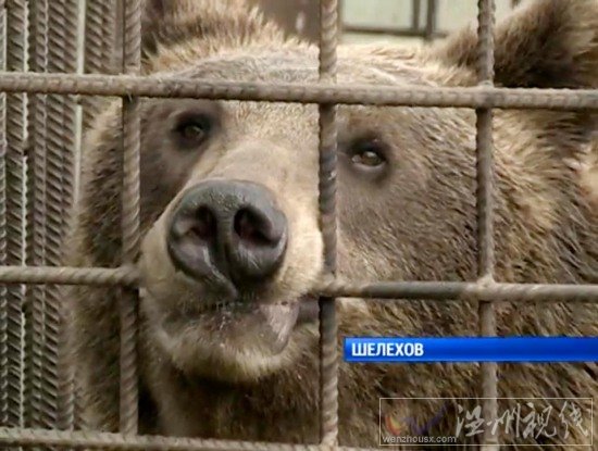 大叔闖入熊窩喂奶