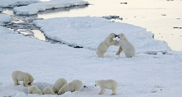 村莊遭北極熊包圍
