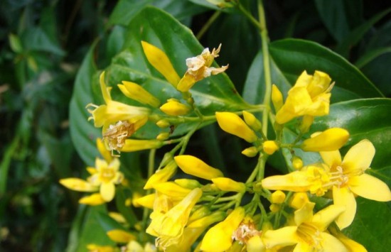 斷腸草和金銀花的區別