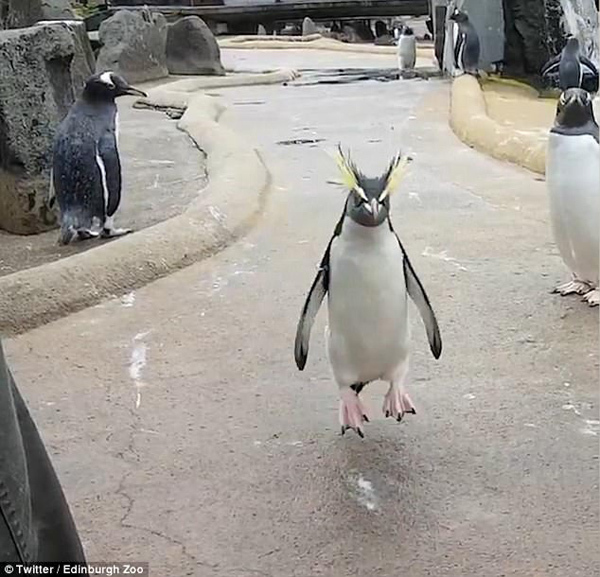 企鵝自嗨迎接新年