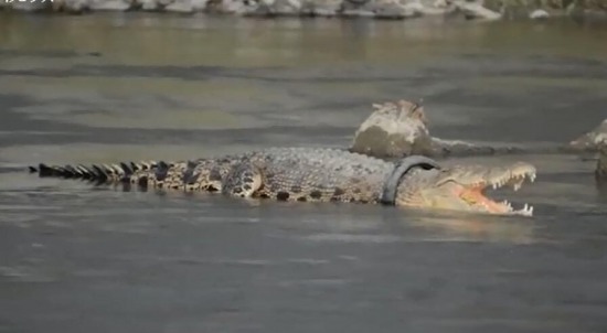 鱷魚戴輪胎項圈