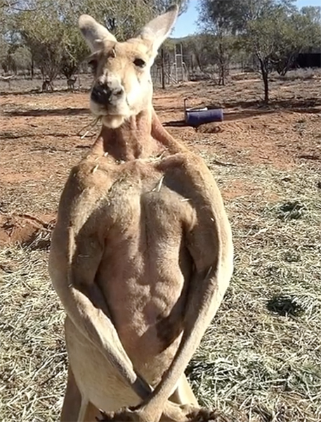 男子打獵遭袋鼠揍