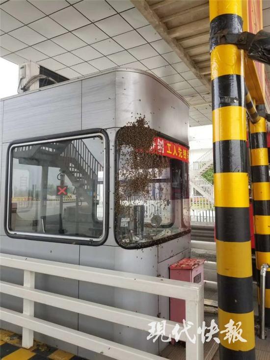 蜜蜂霸占收費站