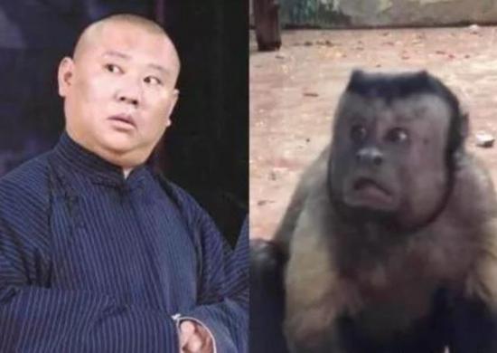 猴子藏人類靈魂