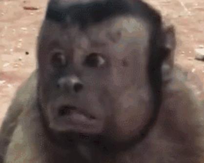 猴子藏人類靈魂