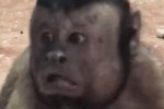 猴子藏人類靈魂 猴子長(zhǎng)人臉
