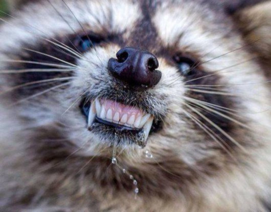 俄州現僵尸浣熊